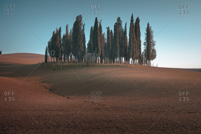Landscape of grove of green tall trees in remote empty field, Italy