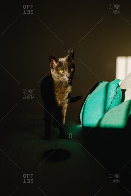 Cute cat standing on a bed under a ray of light in a dark bedroom