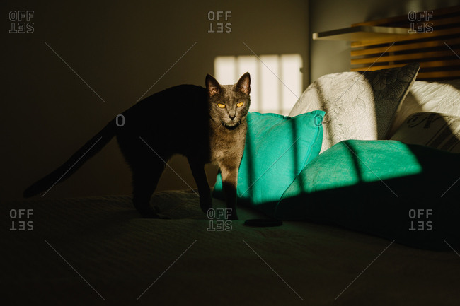 Cute cat standing on a bed under a ray of light in a dark bedroom