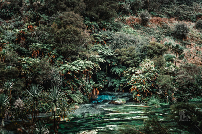 Green exotic plants growing on coast of rapid river with fresh water in countryside