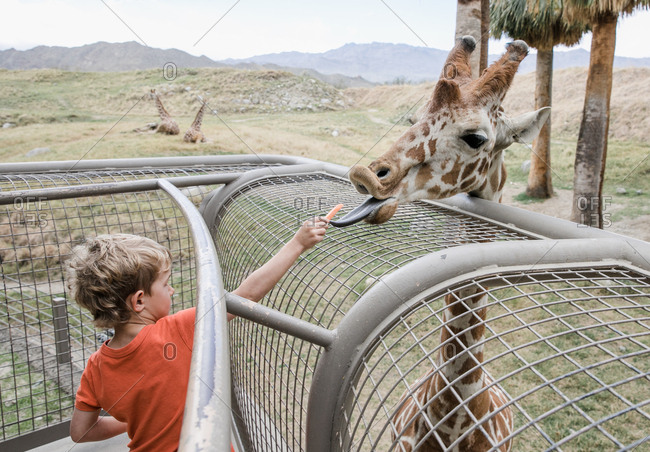 Young boy feeding a giraffe