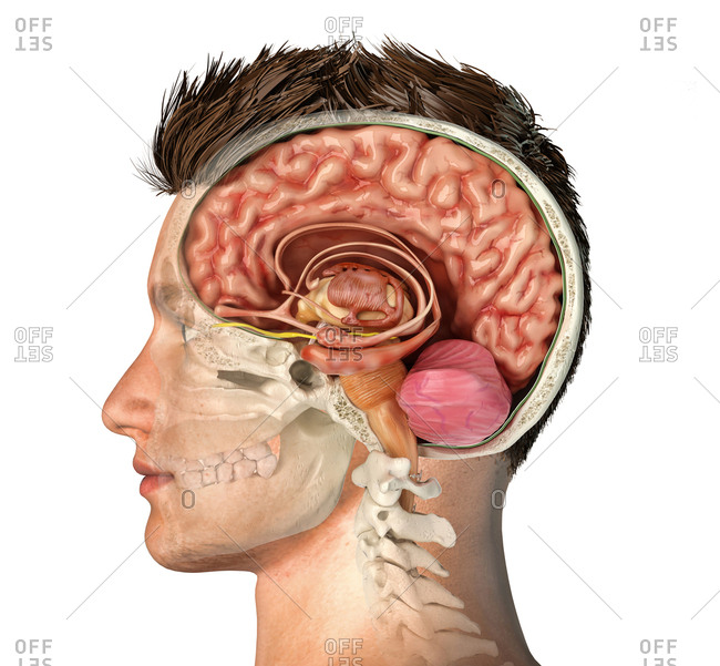 Male head with skull cross-section with cut brain. Side view on white background.