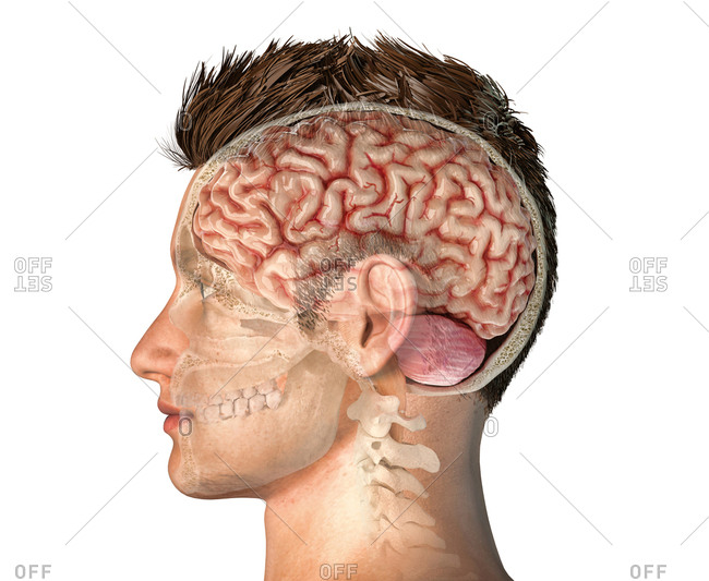 Male head with skull cross-section with whole brain. Side view on white background.