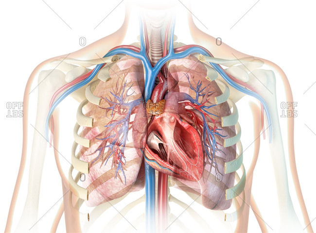 Human heart cross-section with vessels, lungs, bronchial tree and cut rib cage. On white background.