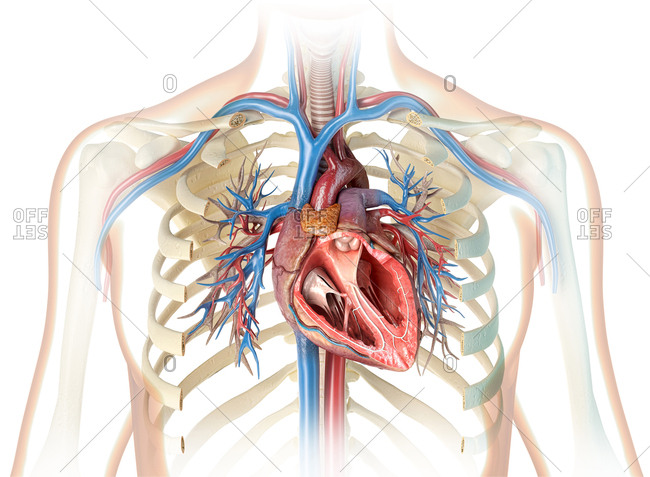 Human heart cross-section with vessels, bronchial tree and cut rib cage. On white background.