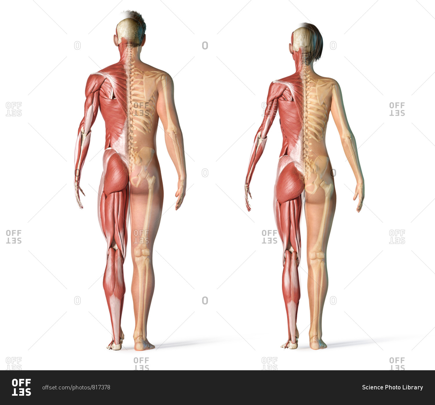 Human Figure, female Body Shape, Anatomy, human Body, female, standing,  Homo sapiens, man, muscle, woman