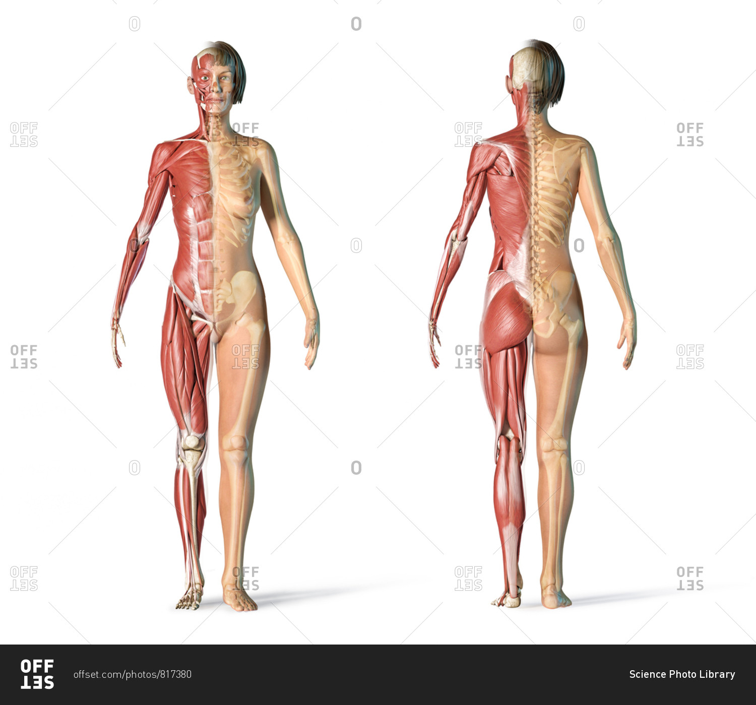 Female back muscles, illustration - Stock Image - F027/1296 - Science Photo  Library