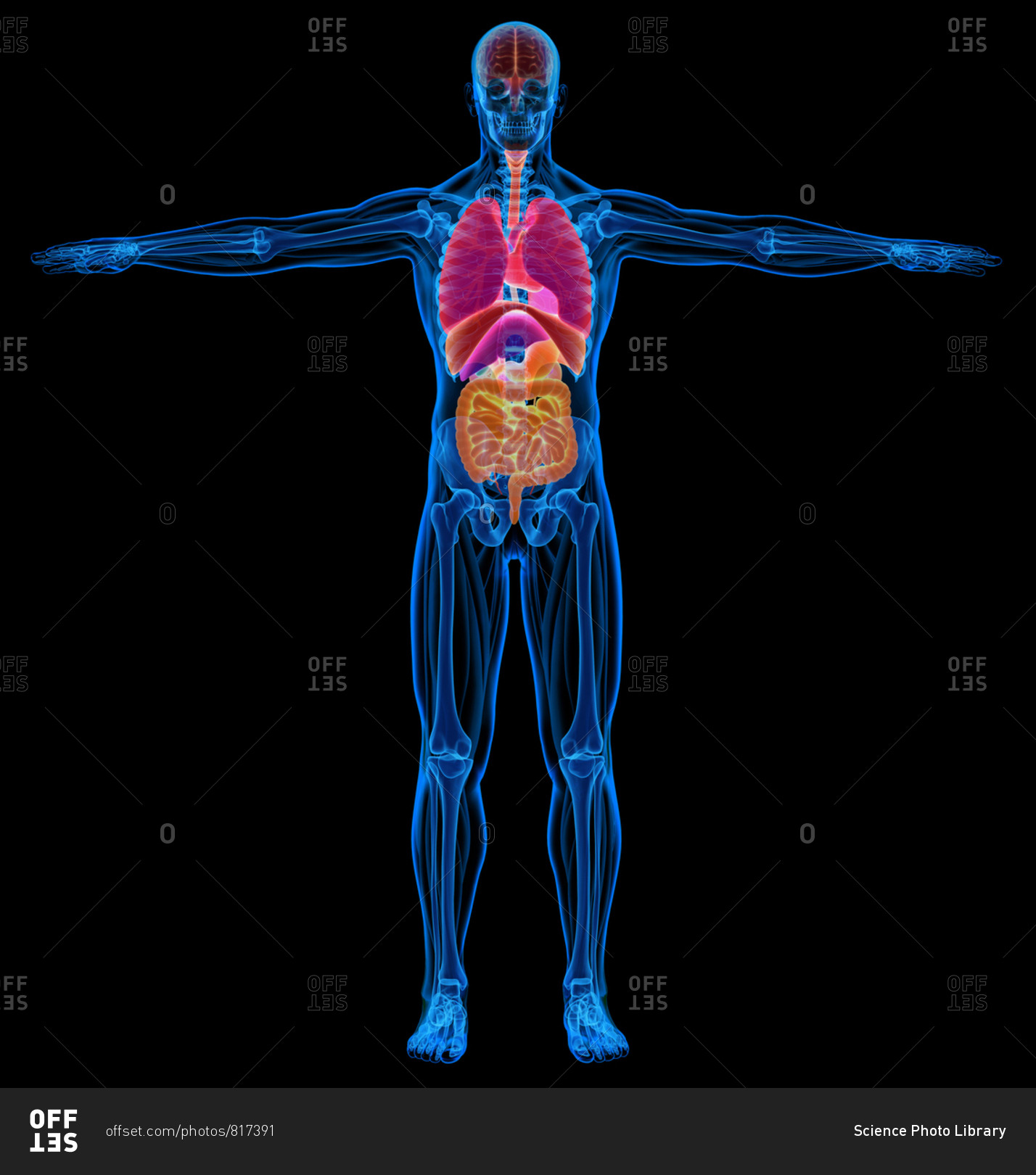 Male skeletal, muscles and internal organs diagram. X-ray. On black background. stock photo - OFFSET