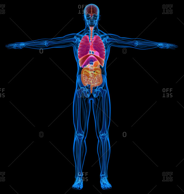 male body organ diagram