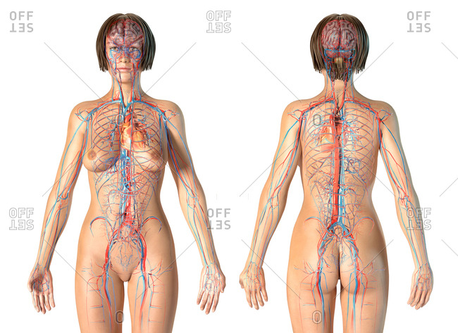 Circulation Body Anatomy Stock Photos Offset