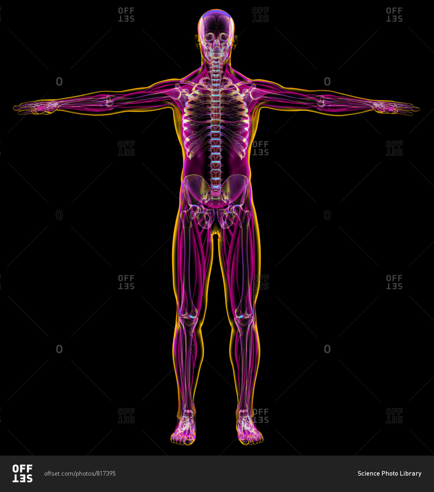 Male diagram x-ray muscular and skeletal systems. On black background.
