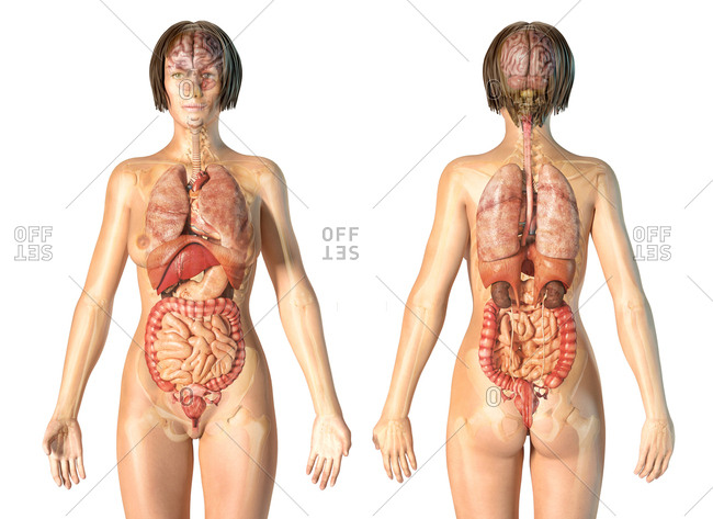 Female Anatomy Internal Organs With Skeleton Rear And Front Views On White Background Stock Photo Offset