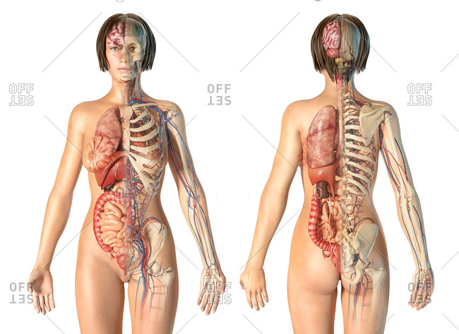 Female Organs Human Anatomy