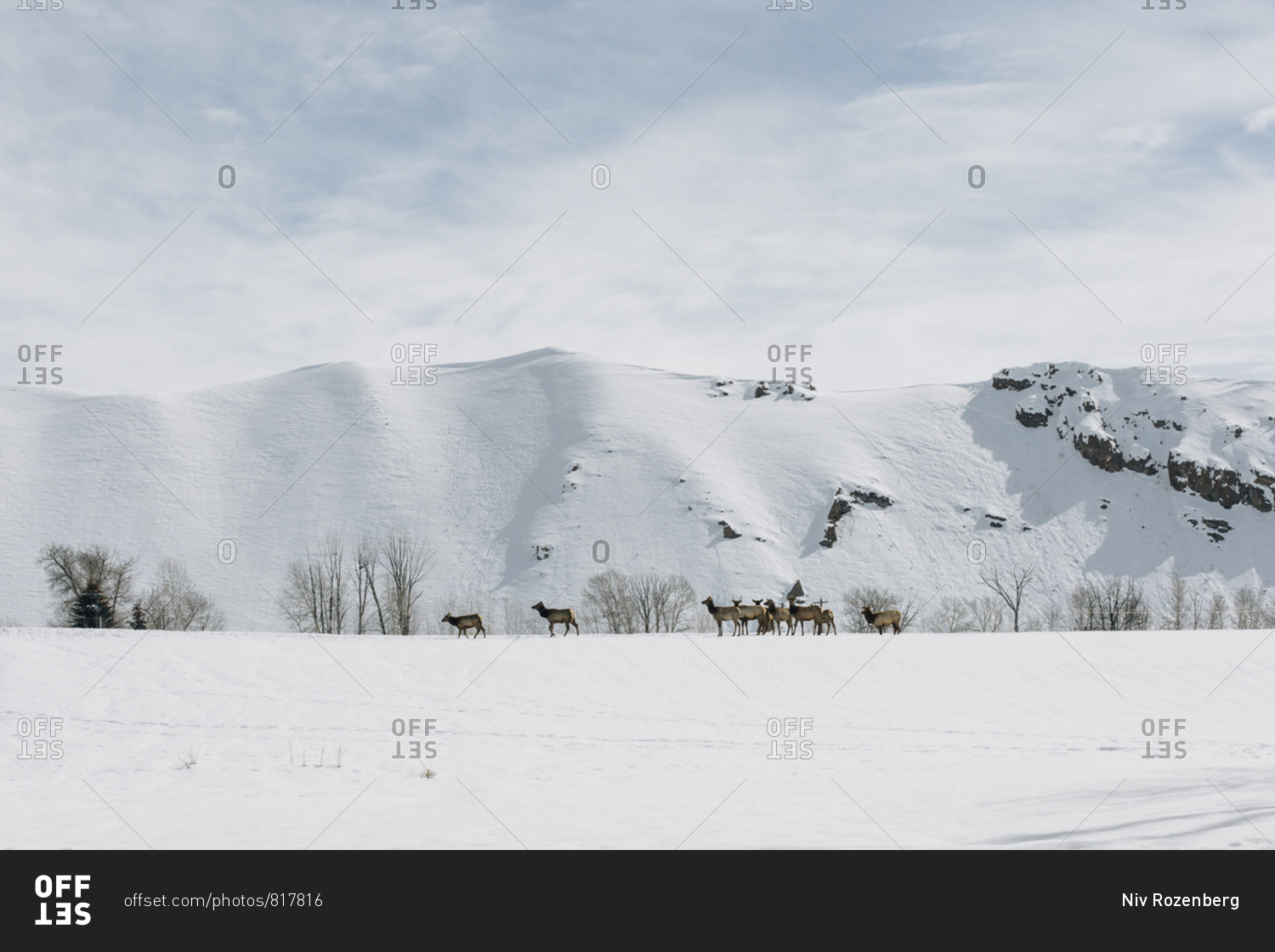 Elk herd crossing a snowy landscape near Sun Valley, Idaho