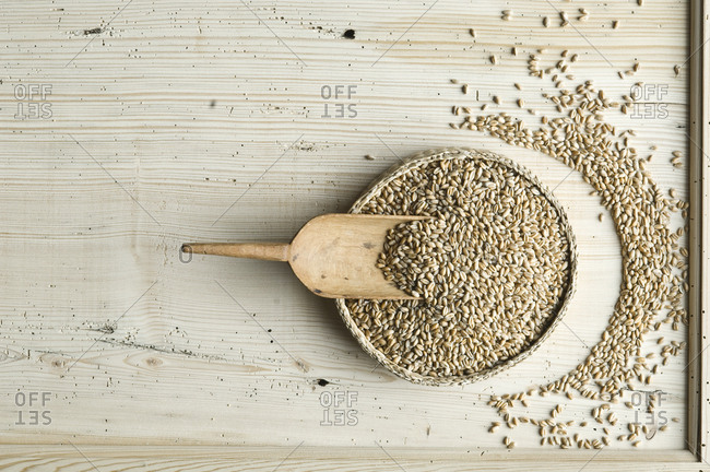 Organic wheat whole grain in bowl on wood