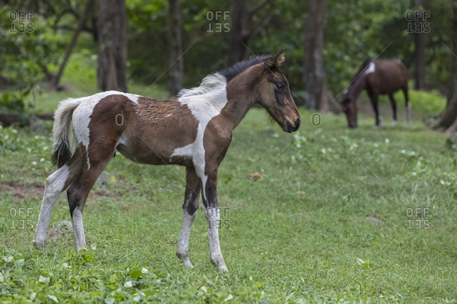 USA- Hawaii- Big Island- wild horse- foal