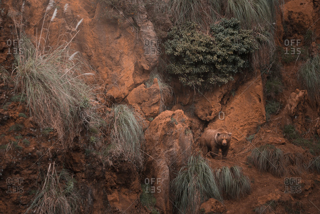 Brown bear walking in rocky terrain