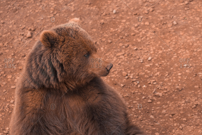 Brown bear walking in rocky terrain