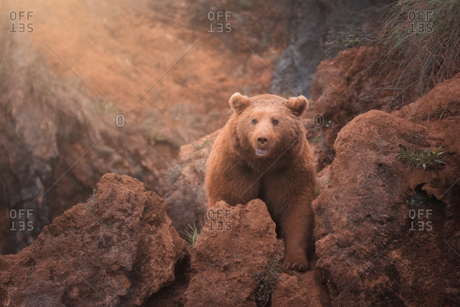 Fearsome large brown northern bear walking in red rocky terrain