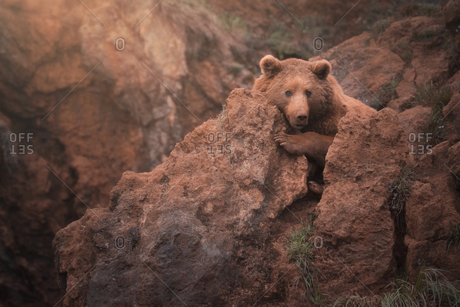 Brown bear walking in rocky terrain