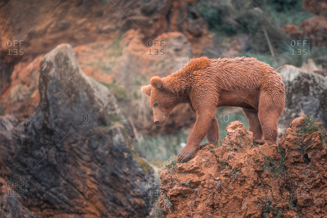 Brown bear walking in rocky terrain