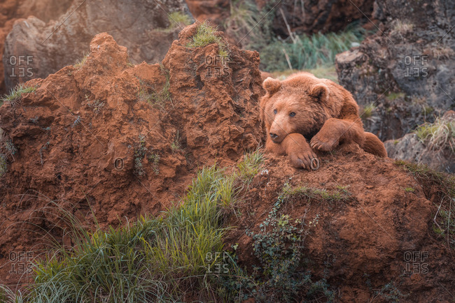 Brown bear walking in rocky terrain
