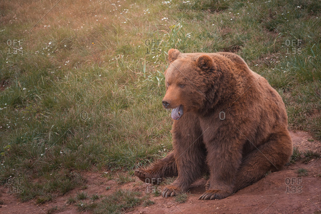 Brown bear walking in rocky terrain