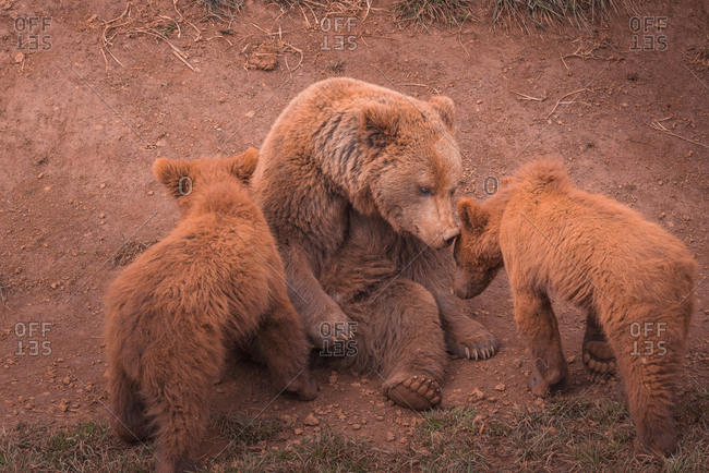 Brown Bear Cub Stock Photos Offset