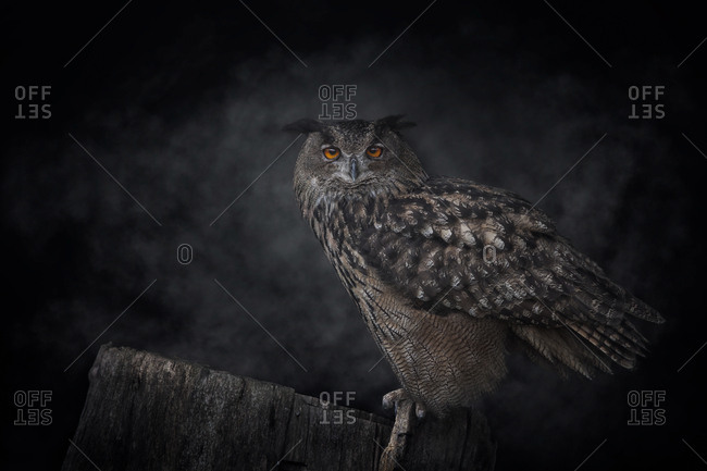 Grey owl standing on tree