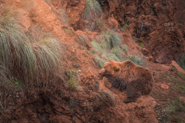 Brown bear walking in rocky terrain