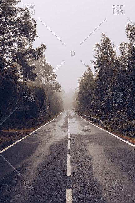 View of wet empty highway surrounded with dark trees in foggy rainy weather