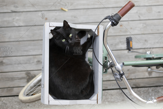 Cat in bicycle basket - Offset