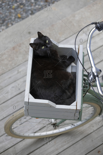 cat in bicycle basket