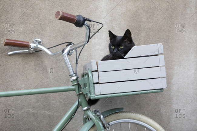 Cat in bicycle basket - Offset