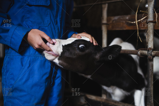 Woman stroking calf