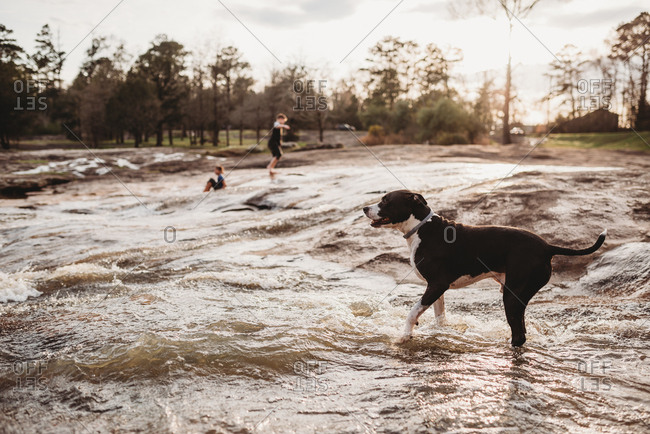 Kids and dog playing in river