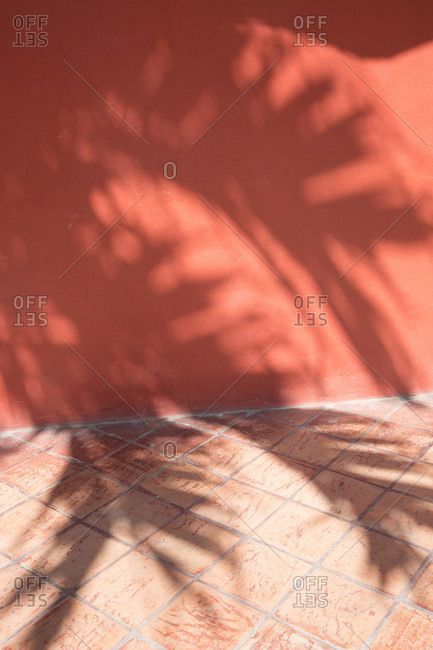 Palm tree shadows on red building
