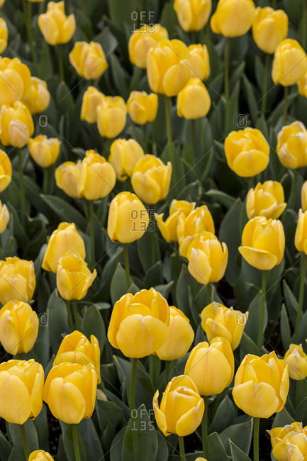 Yellow tulip flower bunch