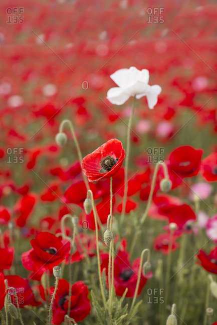 red and pink poppy flowers blooming in spring