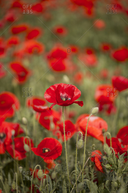 red and pink poppy flowers blooming in spring
