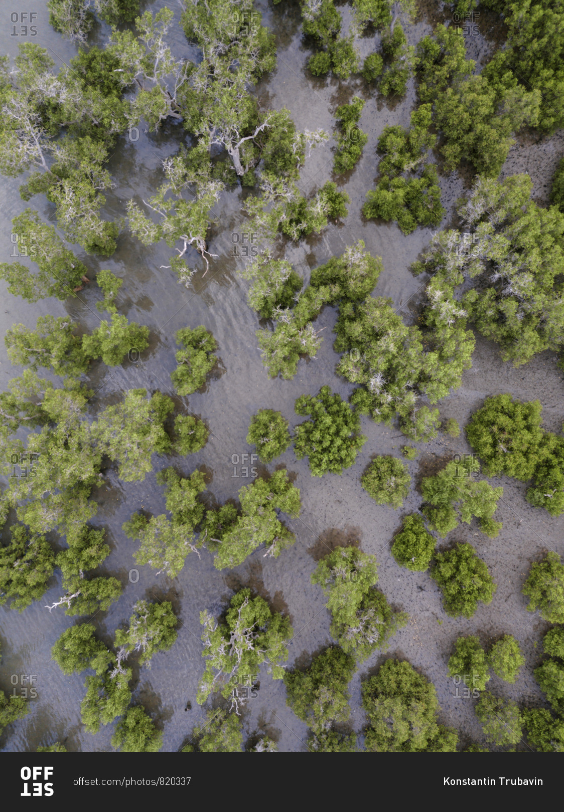 Aerial view of the mangrove forest, Lombok, Indonesia