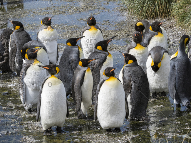 King penguin - Wikipedia