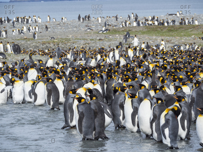 King Penguin (Aptenodytes patagonicus) on the island of South Georgia, rookery in St. Andrews Bay. Adults molting.