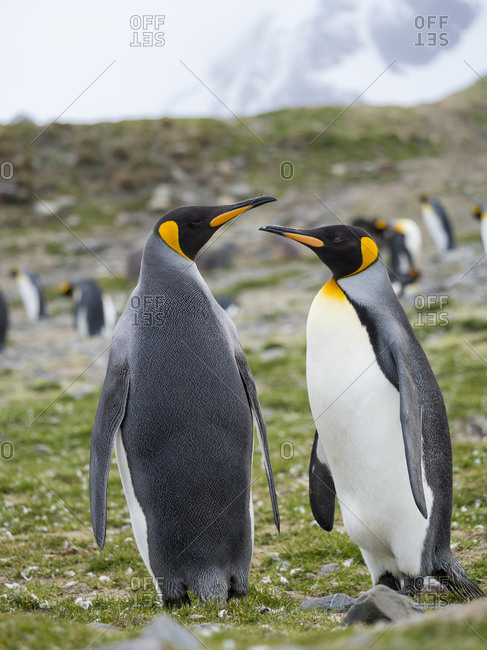 King Penguin (Aptenodytes patagonicus) on the island of South Georgia, rookery in St. Andrews Bay. Courtship behavior.