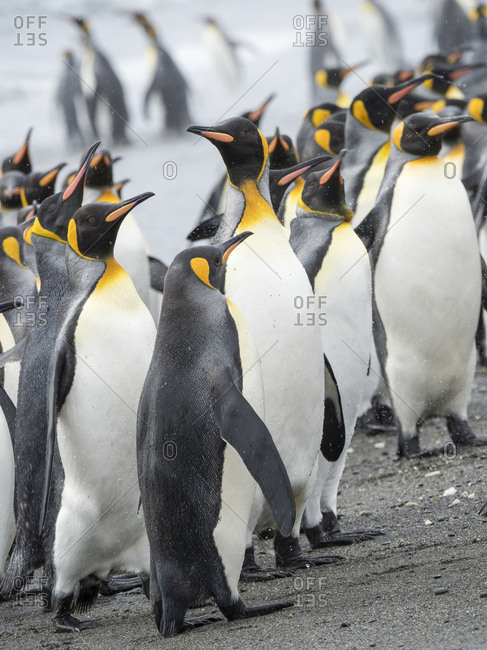 King Penguin (Aptenodytes patagonicus) on the island of South Georgia, the rookery on Salisbury Plain in the Bay of Isles. Adults coming ashore.