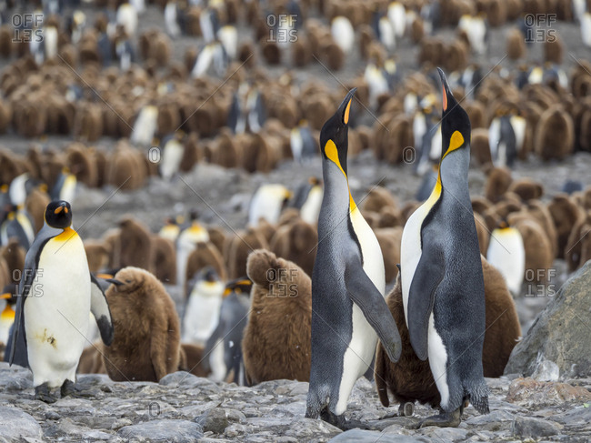 King Penguin (Aptenodytes patagonicus) on the island of South Georgia, rookery in St. Andrews Bay. Feeding behavior.