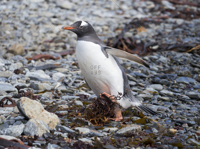 Gentoo Penguin (Pygoscelis Papua) on pebble beach in Godthul on South Georgia.