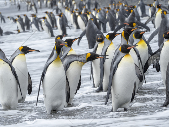 King Penguin (Aptenodytes patagonicus) on the island of South Georgia, the rookery on Salisbury Plain in the Bay of Isles. Adults coming ashore.