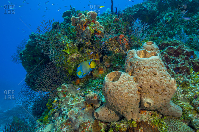 Northern Bahamas, Caribbean underwater