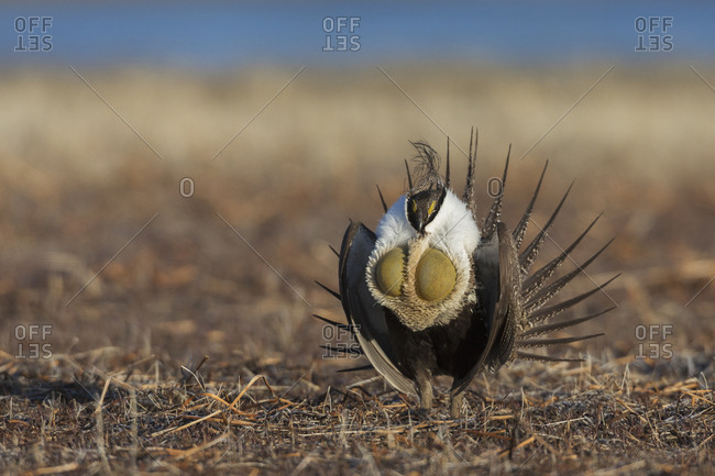 Greater sage-grouse, courtship performance
